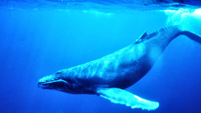 Blue Whale