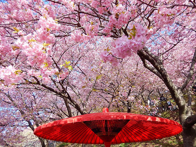 河津桜と菜の花と富士 松田町西平畑公園 まつだ桜まつり21
