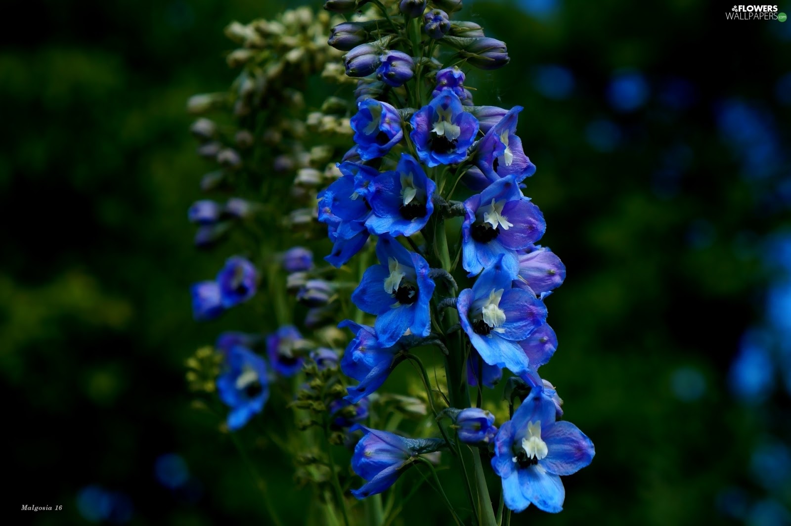  delphinium flower wallpaper 