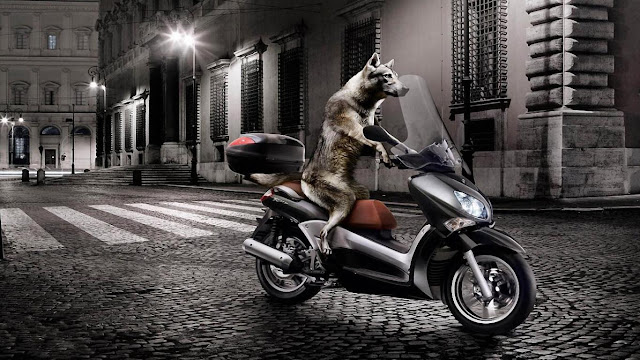 dog, driver, moto