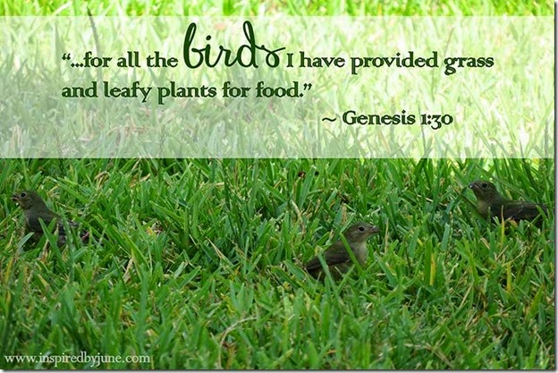 Genesis1_30