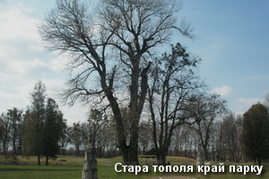 Стара тополя край парку в Підгірцях