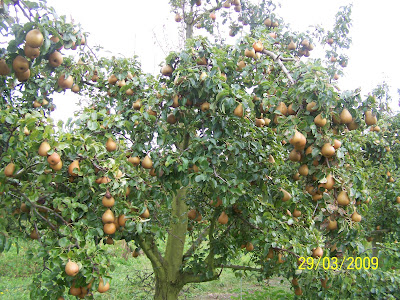 Daripada Buah Pinang ke Buah Kiwi: Akan Ku Petik Bintang 