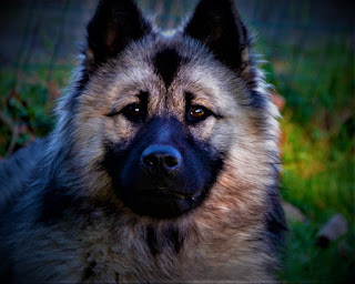 Eurasier history Eurasier is a breed of dog bred in Germany by a small group of enthusiasts. It all started with the fact that two friends - dog lovers, decided to create a new breed, in order to highlight the best qualities of dogs Wolfspitz and Chow Chow. They attracted several like-minded people, and in 1960 their breeding program was launched.  What breeds make up a Eurasier? The breed was interbred, respectively, chow chow and wolf pizza, and the resulting crossing was first called "wolf-chow". Changes that led to the change in the name of the breed occurred in 1973. Then it was decided to add to the existing breed Sahida.  After the first individuals were received, and the experiment was considered successful, the name was changed to "Eurasier" - it exists to this day. Currently, there are. Currently, there are a number of unscrupulous breeders who give out dogs, obtained from crossing Keeshonds and chow-chow, for Eurasians. However, every thoroughbred Eurasier is usually certified by the International Eurasier Breeding Federation (IFE). It also includes three German clubs of the breed.     Characteristics of the breed popularity                                                           03/10  training                                                                08/10  size                                                                        05/10  mind                                                                     08/10  protection                                                          10/10  Relationships with children                         10/10  Dexterity                                                             07/10     Breed information / How much is a Eurasier puppy? / Price? /Are Eurasier hypoallergenic?    country  Germany  lifetime  11-13 years old  height  Males: 52-60 cm Bitches: 48-56 cm  weight  Males: 18-32 kg Suki: 18-32 kg  Longwool  Average  Color  black, yellowish-brown, wolfish, black with red tans  price 1200 - 2000 $ hypoallergenic  No   Eurasier dog breed price, history, description, personality | eurasier dog puppy price |Dog eurasier puppy for sale |eurasier dog temperament | eurasier puppies in Pakistan   description Breed Eurasier - dogs of medium size, large physique, muscular, balanced. Limbs of medium length, head round, ears standing. The hair is of medium length, the neck is longer, the tail is medium, twisted upwards.     Personality /Eurasier's Temperament Are Eurasiers aggressive?    The Eurasier has a very kind, sweet, and sympathetic character, which is confirmed by the reviews of the owners. One of the most famous owners of this breed - Nobel laureate Konrad Lorenz, notes that his dog is the kindest creature he knows, and the character of this dog, is the best of all the other dogs he has ever known.  The breed is very attached to its owner and family and feels a longing for a long separation from them. In relation to all the human beings around, regardless of whether it is a familiar or a stranger, the Eurasier does not show aggression or any negativity.  The attitude is generally friendly and open, although if a person is unfamiliar, some detachment is still present. This is an ideal family dog, a domestic dog, which adapts perfectly to different living conditions, has a very harmonious character, and does not cause any problems.  The only thing the owner should think about is the quality and proper care of the dog, as well as the need to provide an appropriate level of physical and mental activity. In other words, you have to deal with your pet without leaving everything on its own, simply because the dog has a harmonious character and rarely shows its displeasure.  High intelligence requires food for the mind, good, in training you will not experience difficulties and the dog will gladly deal with you this useful in every way of business. It is impossible to say that the breed Of Eurasier had a high level of energy, but it is also not low. It will be enough to give walks an hour a day.  Also, trying to walk and the process of training was diverse, interesting, because the inquisitive and inquisitive mind of the animal, to some extent similar to the human, and also needs new impressions and emotions. Socialization also helps to get to know new people, other dogs, smells, and sounds.     Common diseases Eurasier, like other breeds, has a tendency to some diseases. Starting this dog, you may find:  Distichiasis; Ectropion; Entropion; hip dysplasia; dislocated kneecap; Hypothyroidism.