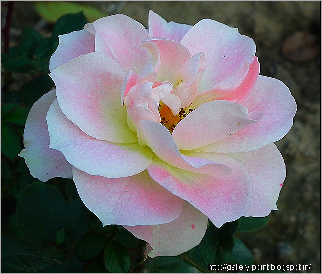 DSCF0042