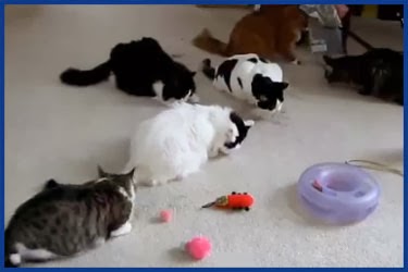 20 Minuten Katzen-Clips