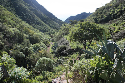 PR-TF-2 + PR-TF-2.1 + PR-TF-9 VALLESECO A AFUR, vista del Barranco de Valleseco hacia la costa