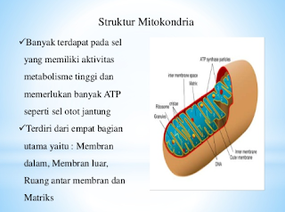 Struktur Mitokondria