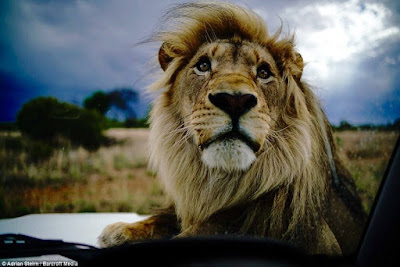 big cats-Lion whisperer Kevin Richardson-hotographer Adrian Steirn-