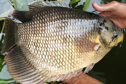 Sukses Budidaya pembesaran ikan gurame