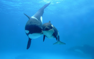 killer whales wallpapers