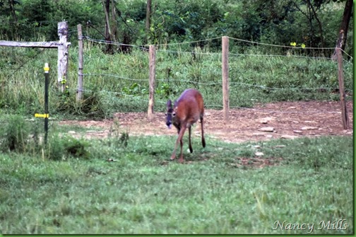 D2018-07-11 33 - Cades Cove Walk -  Exhausted deer comes under fence