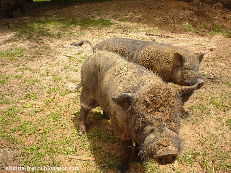 Парк сафари диких животных Wild Animal Safari