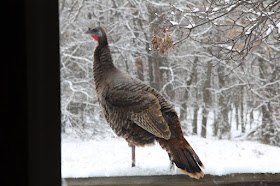 could it have been a turkey at the feeders?