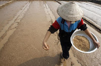 A farmer throws seeds to plant on a rice paddy field in Ngoc Nu village, south of Hanoi January 22, 2015. (Credit: REUTERS/Kham) Click to Enlarge.