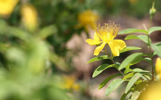 Hypericum Flowers