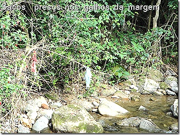 Margem com Lixo Rio das Pedras dez09