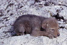 baby coyote pup