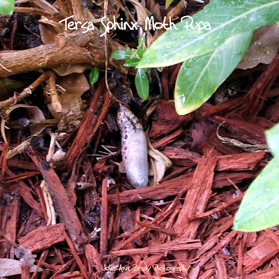 Tersa Sphinx Moth Pupa - Leesburg, Florida, November 10, 2016