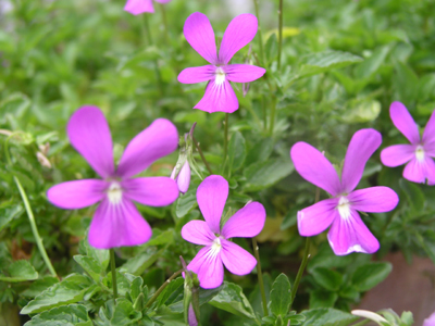花壇苗生産ってしんどいけど面白い 宿根ビオラってあったよね