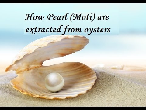 How pearls are extracted