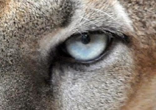 New Big Cat Reports U S Congress Seeks Legislation