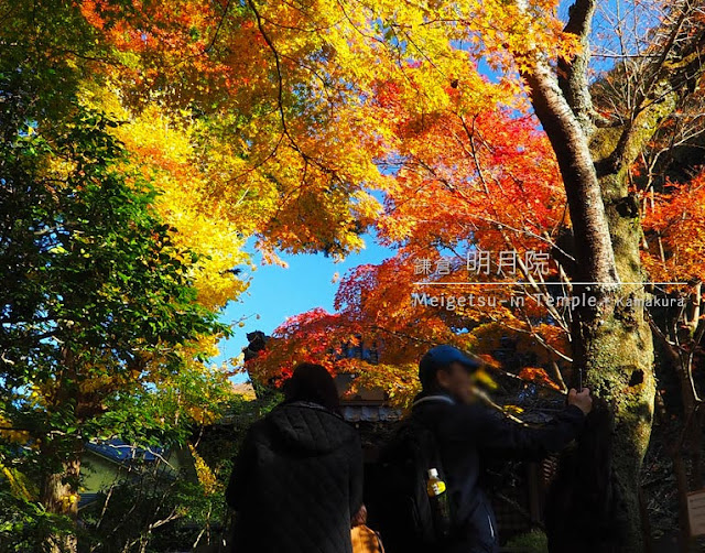 明月院･月笑軒前の紅葉