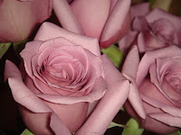 Purple roses