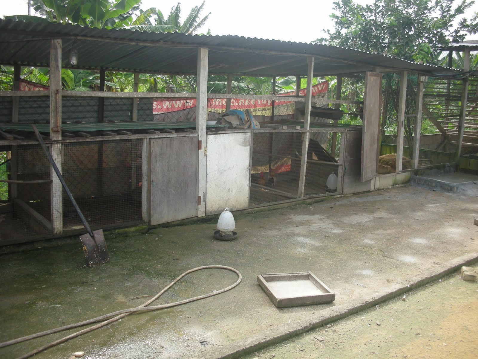  AYAM  KAMPUNG JAWA LEMBU KAMBING AYAM  ITIK DAN ANGSA