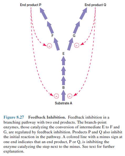 Feedback Inhibition