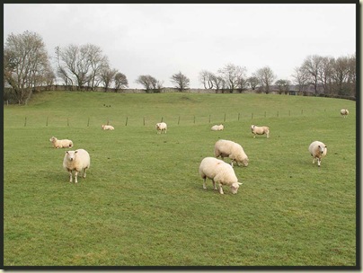 Fat sheep