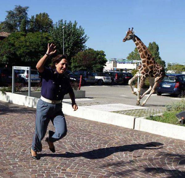 Women usually like all the cute and fluffy creature, they always want to pet them... But these creatures can be not that cute. And this is what can happen, if you try to get along with them.