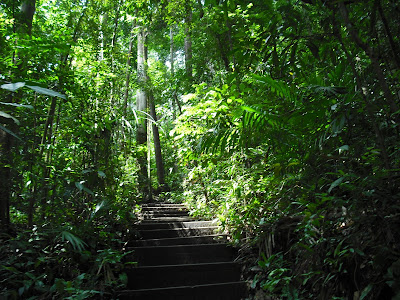 The-Bukit-Timah-Nature-Reserve-Singapore-relaxation-meditation-holiday