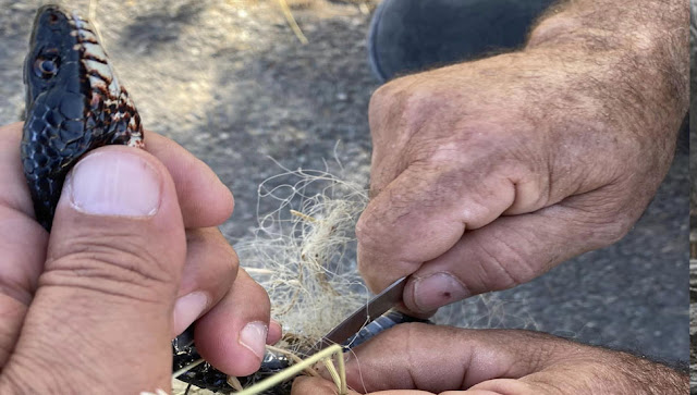 Man rescues trapped snake in north Cyprus