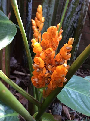 Flores - Stromanthe jacquinii