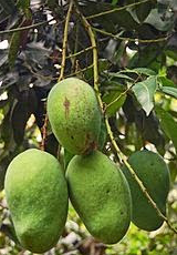 Mangga arumanis