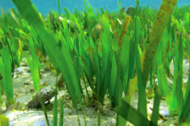 Seagrass (Clan Enhalus)