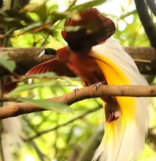 Burung Cendrawasih