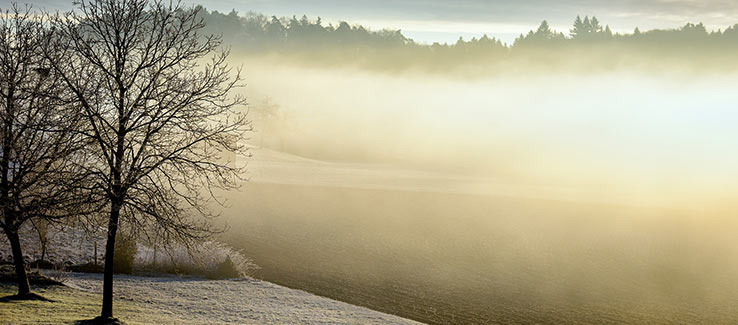 The best time to prune trees is during their dormancy usually in winter months