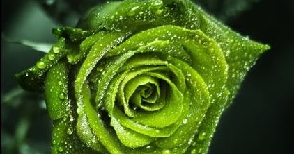  Bunga  Mawar  Hijau  Toko Bunga  by Florist Jakarta
