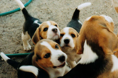 Beagle Puppy Picture