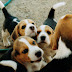 Beagle Puppy Pictures and Information