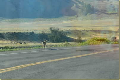 Coyote