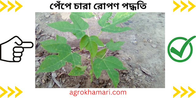 পেঁপে চারা রোপণ পদ্ধতি