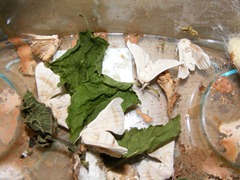 DSCF8501