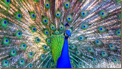 Peacocks @Magnolia Park, Apopka Florida_111