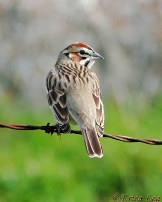 Lark Sparrow, bird