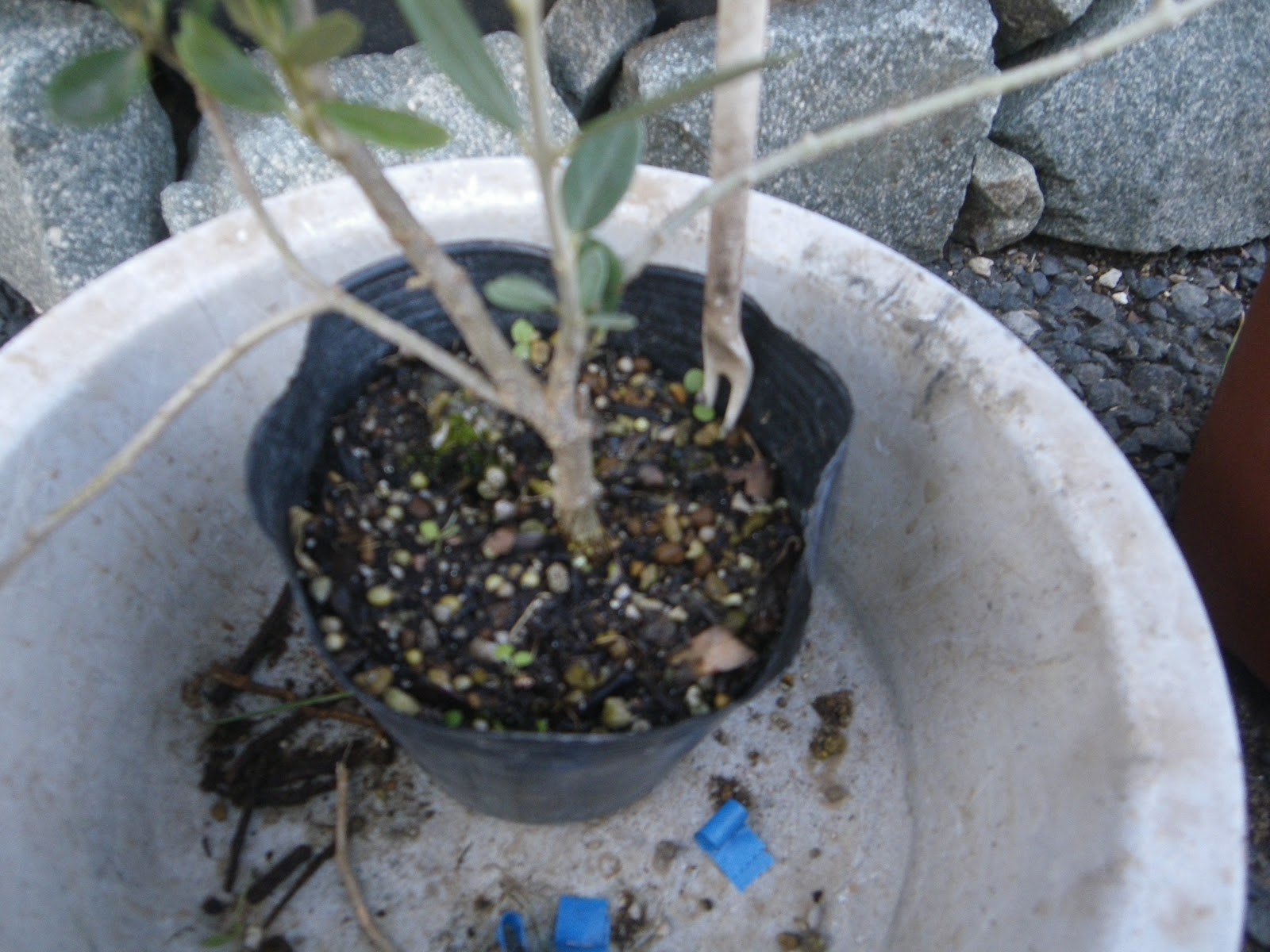 オリーブの鉢植えの育て方 必ずできる植え付けの方法 メダカの大工