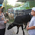 Kapolres Siantar AKBP Boy S.B Siregar SIK Serahkan Hewan Qurban Kapoldasu Kepada Ketua MUI Pematang Siantar