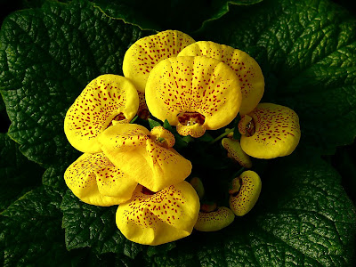 Calceolaria, 'Ladies Purses', Royal Tasmanian Botanical Gardens - 26 Aug 2007